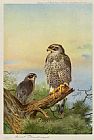 Archibald Thorburn Goshawk painting